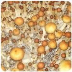 Псилоцибиновые (галлюциногенные)  грибы Psilocybin "Golden Teacher" в Киришах
